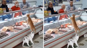 Butcher Gives Cat Treat