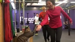 Cat Gives High Fives at Gym