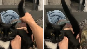 Cat Lets Human Use Tail as Stick Shift
