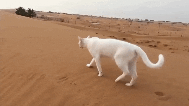 Cat Walks Across the Sand in Her Own Footprints