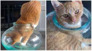 Contortionist Cat Fits in Glass Jar