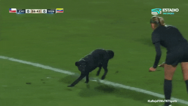Dog Comes on Field During Womens Soccer Game