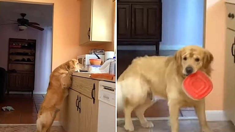 Dog Freezes When Caught Stealing Food