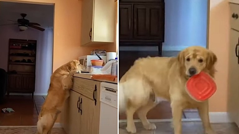 Dog Freezes in Place When Caught Stealing Food