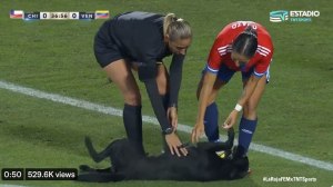 Dog Interrupts Soccer Match for Belly Rubs