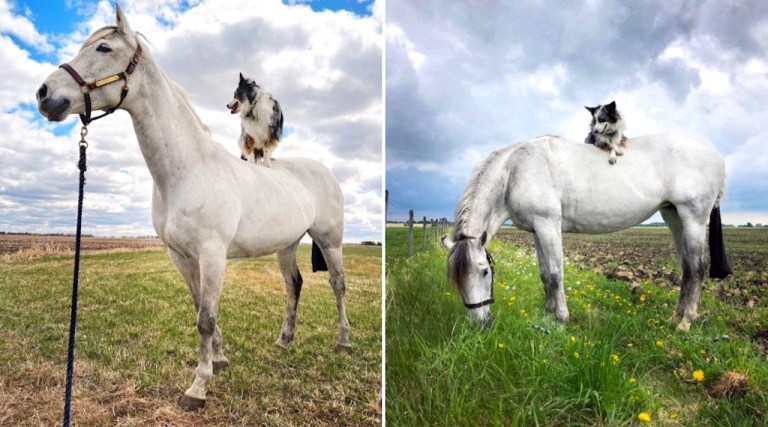 Dog Rides High on Horse