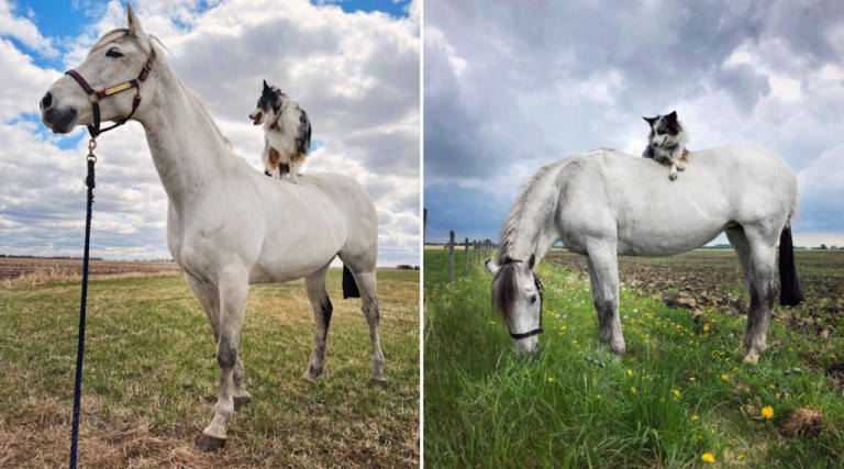 Dog Rides Horse Friend