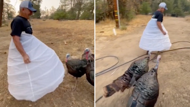 Hoop Skirt Pecking Turkeys