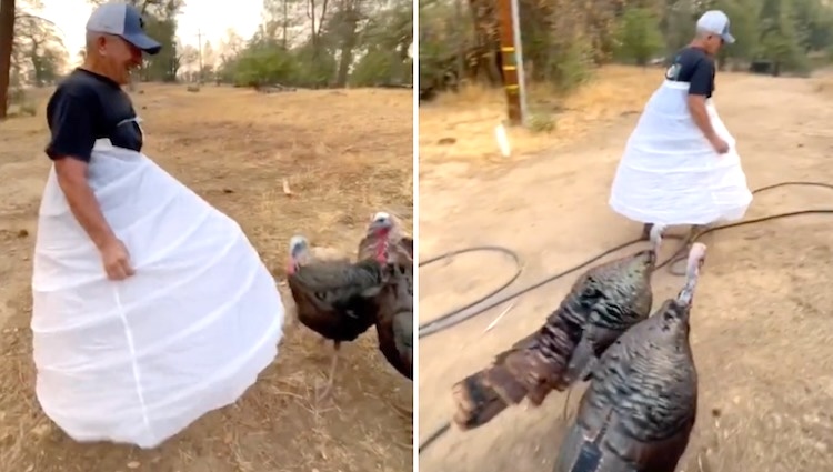 Hoop Skirt Stops Pecking Turkeys