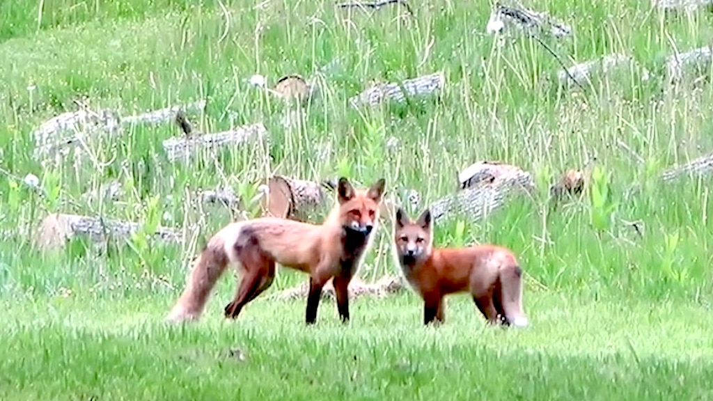 Mama Fox and Babies Romping Around