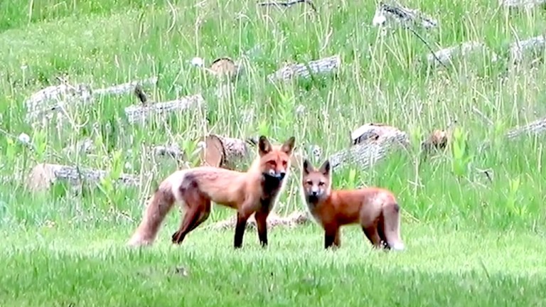 Mama Fox and Babies Romping Around