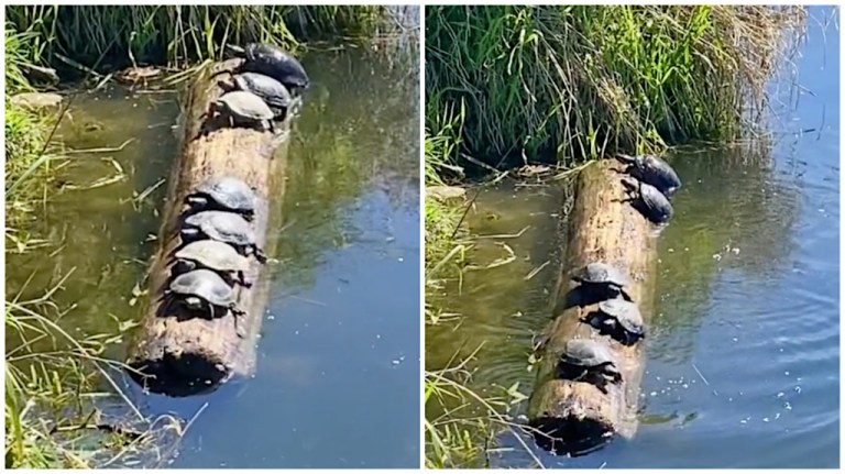 One Turtle Knocks Others Off Log