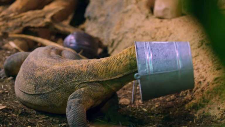 Playful Komodo Dragons