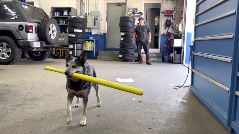 Shop Dog Plays Baseball