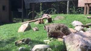 Snow Leopard Cub Startles Mom