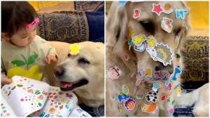Tiny Toddler Decorates Dog in Stickers