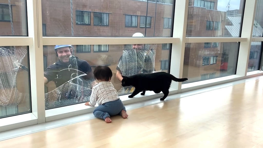 Toddler and Cat Watch Window Washers Working