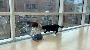 Toddler and Cat Watch Window Washers