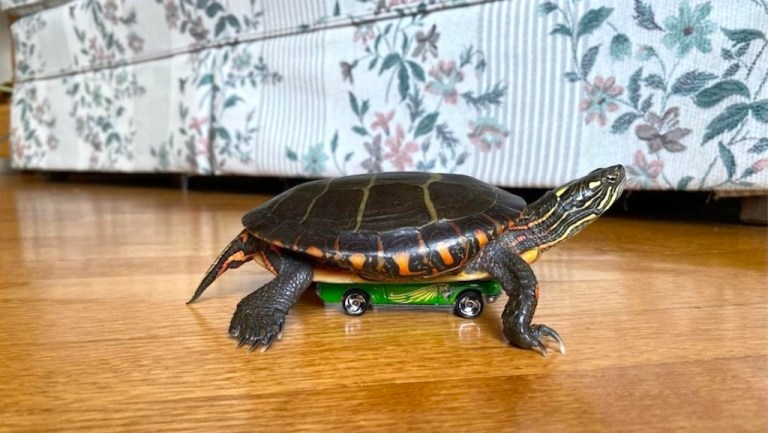 Turtle Rides Hot Wheels Car