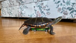 Turtle Rides Hot Wheels Cars
