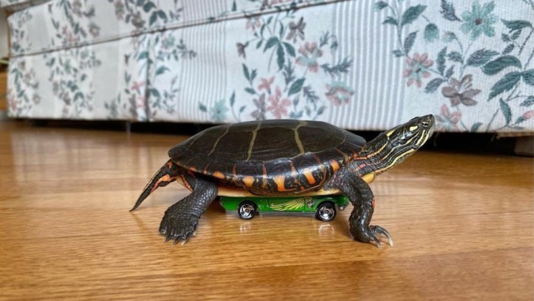 Turtle Rides Hot Wheels Cars