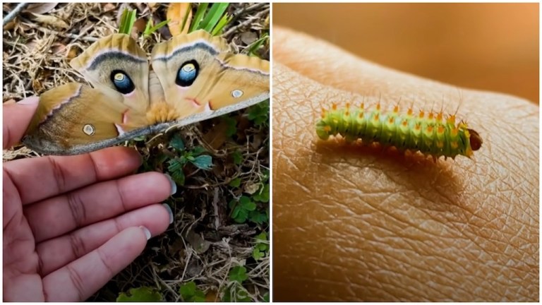 Woman Cares for Moth Babies Left Behind