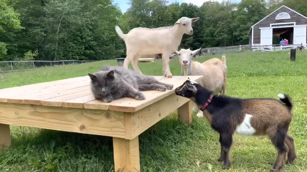 Barn Cats Working on Goat Farm