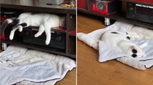Cat Kicks Herself Off Shelf Without Waking Up