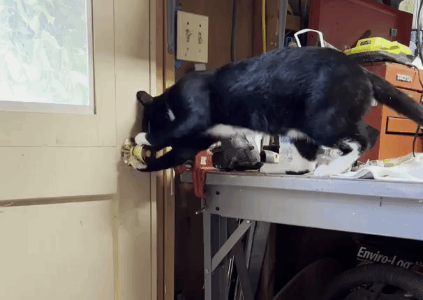 Cat Opens Door With Knob