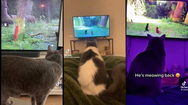 Cats Reacting to Stray