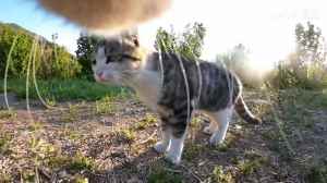 Chatty Cat With a GoPro