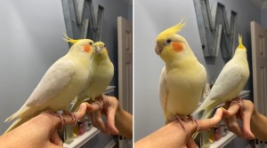 Cockatiel Sings In Mirror