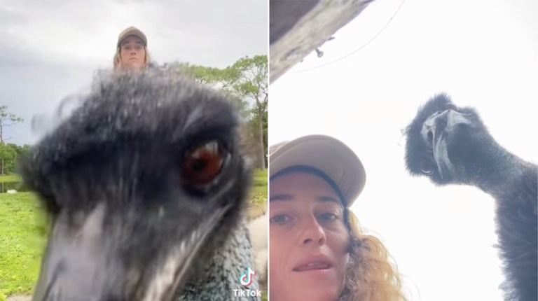 Emmanuel the Emu