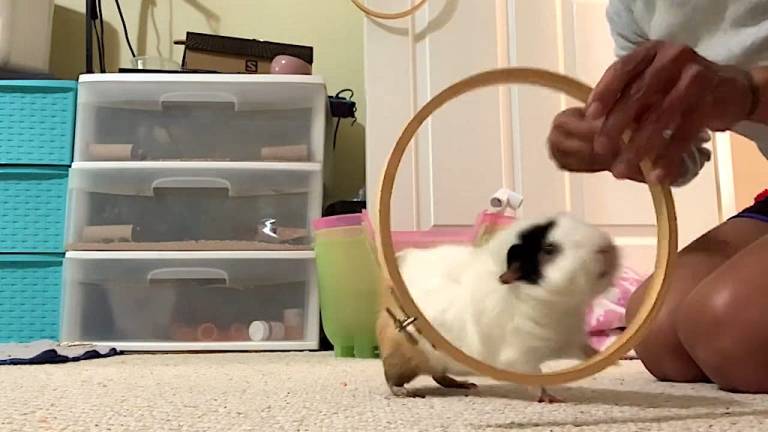 Guinea Pig Tricks