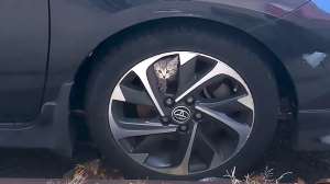 Kitten Rescued From Car With Kitten Sounds on Phone