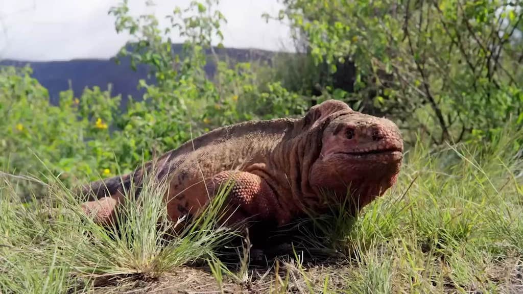 David Attenborough Encounters a Giant Pink Iguana While Exploring the Galapagos Islands