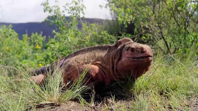 Pink Iguana David Attenborough Galapagos