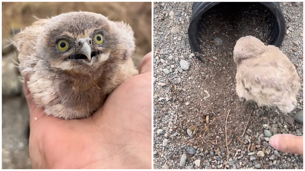 Releasing Baby Owls Into Burrowing Pipe