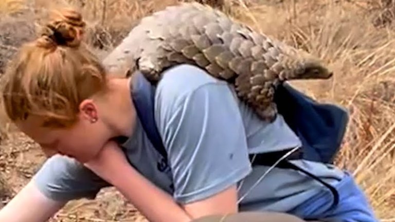 Rescued Baby Pangolin Piggyback Rides