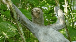 Sloth Fur Ecosystem