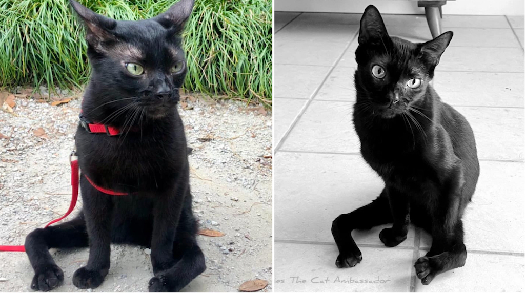 An Adorable Black Cat Who Walks Like a Spider