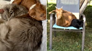 Baby Goat Thinks Shes a Cat