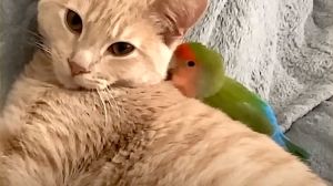 Cat Loves Love Bird