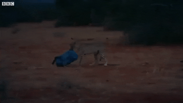 Cheetah Steals Camera Bag