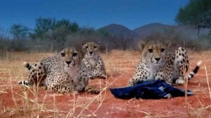 Cheetahs Steal Cameramans Jacket