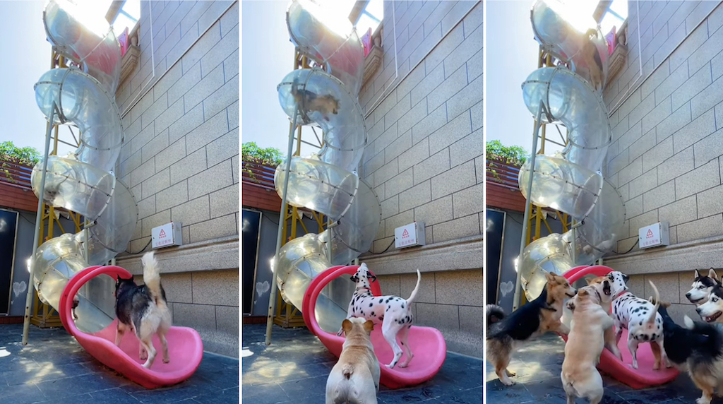 Dogs Take Turns Going Down a Twisty Outdoor Slide
