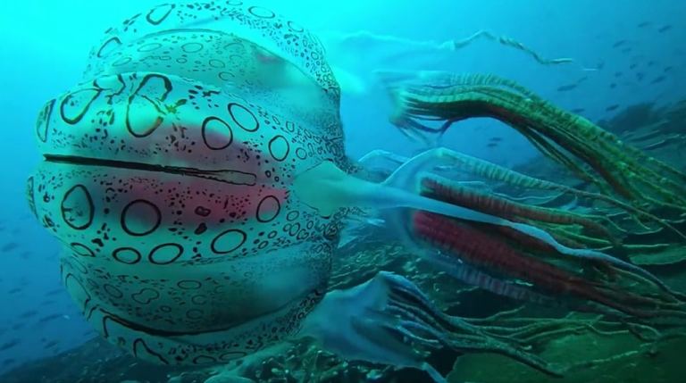 Giant Beach Ball Box Jellyfish