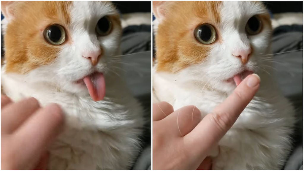 human-helps-cat-retract-his-extra-long-tongue