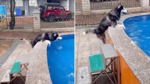 Husky Doesnt Know How to Get Into Pool