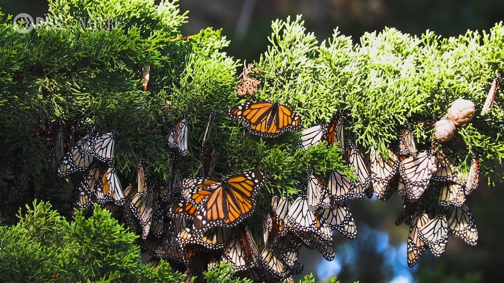Researcher Talks About Her Quest to Learn More About Monarch Butterflies in Western Montana